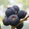Serviceberry Plant - Jennybelle - Edible - Amelanchier obovalis - Zones 5-8 - Self-pollinating