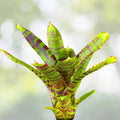 Neoregelia Bromeliad Pup - Lime Green Stripe Variegated Indoor Outdoor Plant - Tropical Houseplant for Home Decor