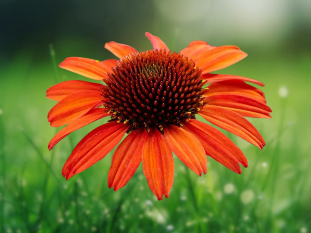 50 Seeds Orange Coneflower Echinacea Perennial Bright Orange Blooms Hardy Pollinator Flower Easy Grow Drought Tolerant