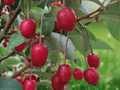5 Seeds Elaeagnus multiflora Goumi Berry Fruit Shrub Hardy Edible