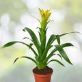 Bromeliad Plant 4" Pot Neoregelia 'Margaret' Tropical Indoor Houseplant - Vibrant Green Foliage - Ideal for Home Décor