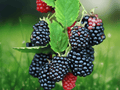 5 Live Plant Galaxy Blackberry Rubus Starter Plug