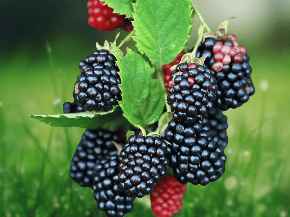5 Live Plant Galaxy Blackberry Rubus Starter Plug