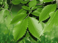 5 American Elm Tree 12in Ulmus americana Bare Root