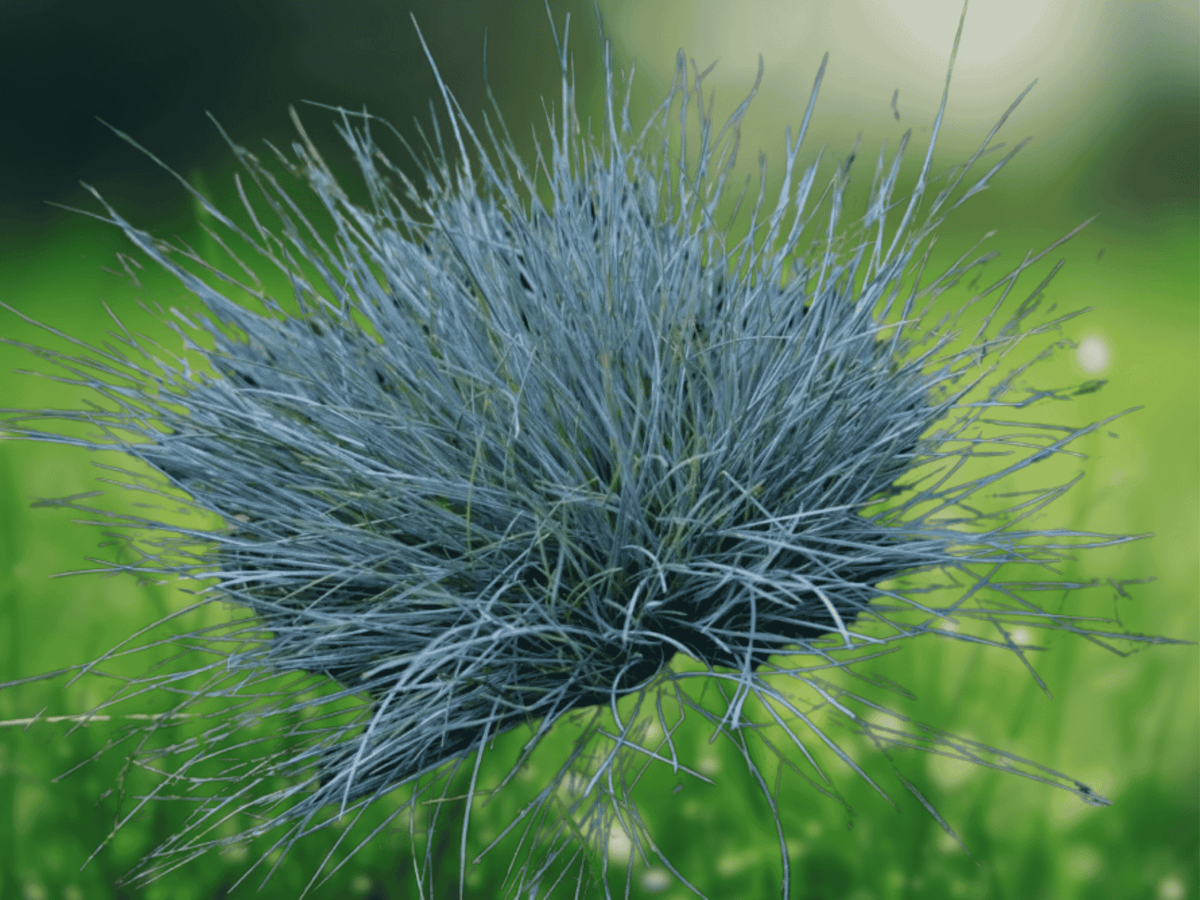 25 Seeds Elijah Blue Fescue Grass Festuca ovina glauca Ornamental Blue Grass