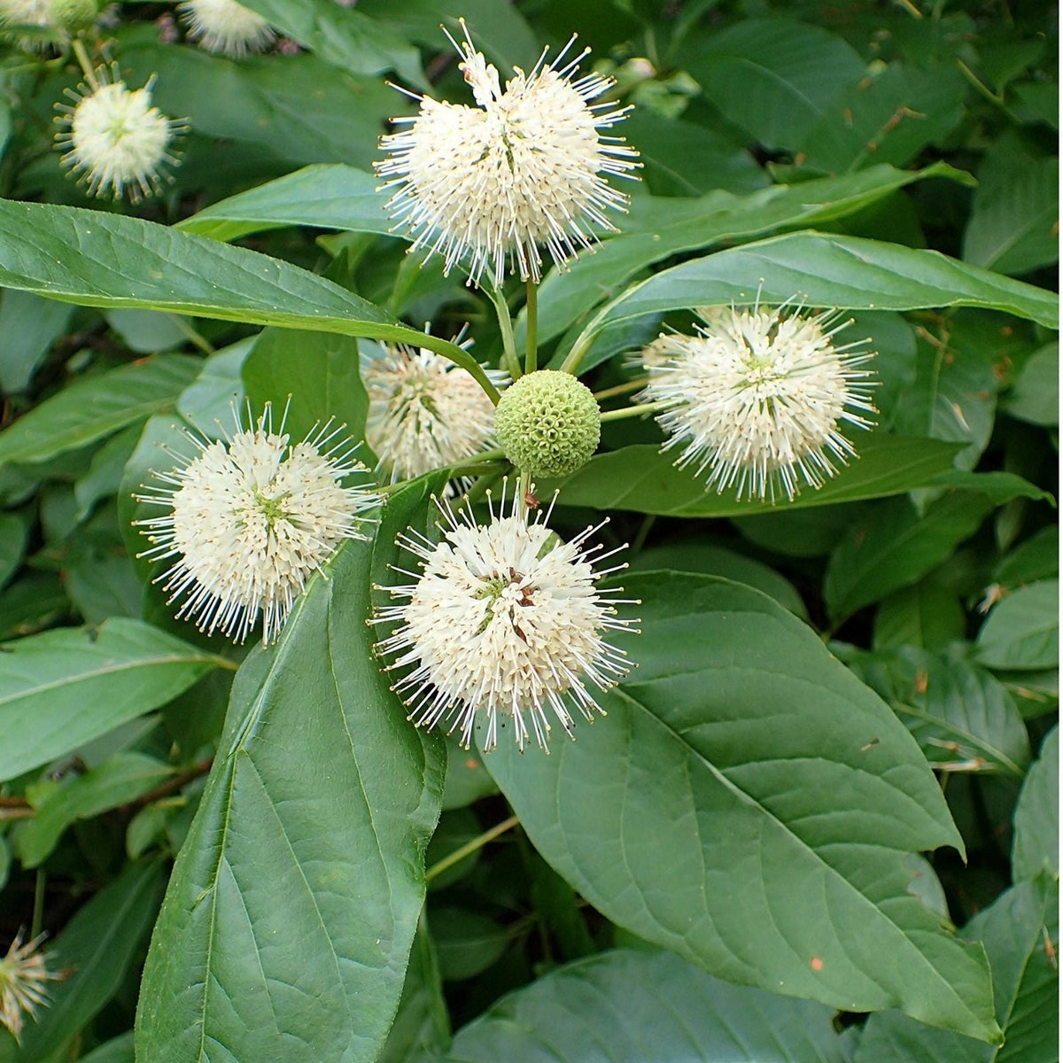Buttonbush Cuttings 12" Fresh Live Plant Cephalanthus occidentalis Native Wetland Plant for Garden and Wetlands