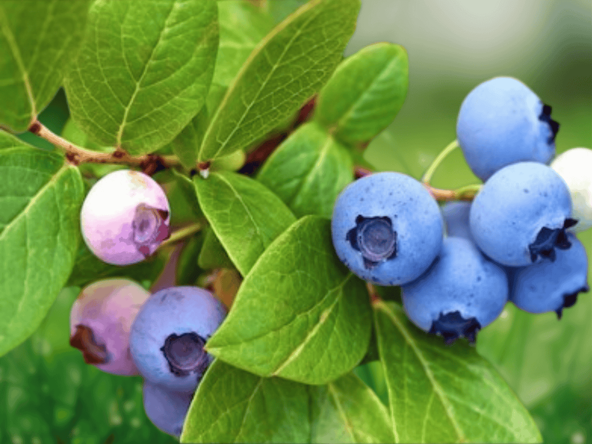 10 Seeds Lowbush Blueberry Vaccinium angustifolium Native Shrub