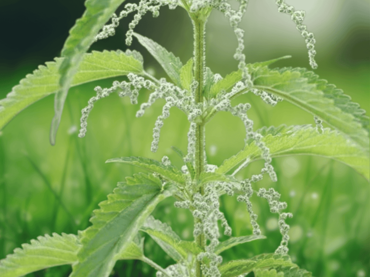 20 Seeds Stinging Nettle Urtica dioica Hardy Perennial Herb