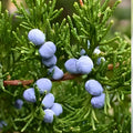 Live Rooted Eastern Red Cedar Trees 5 Pack - Juniperus Virginiana Native Southern Alabama Variety