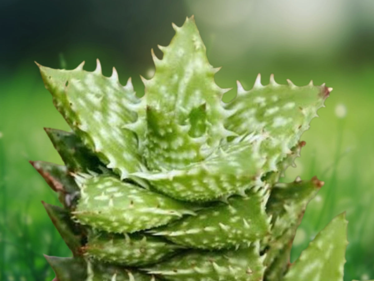 1 Live Plant Faucaria Tiger Jaw Succulent Toothed Rosette Starter for Patio and Indoor Décor 2 Inch Pot