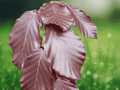 1 Live Plant Copper Beech 20 Inch Tall Fagus sylvatica Purpurea Starter Tree
