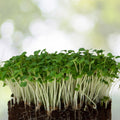 Arugula Microgreens Seeds 8 oz Non-GMO Sprouting Seeds for Home Gardening Eruca sativa