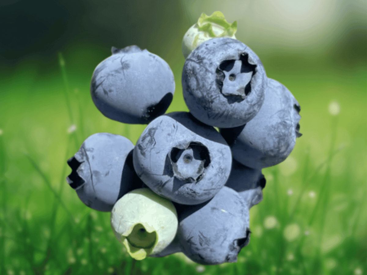 1 Live Plant Sunshine Blue Semi-Dwarf Blueberry Quart Size