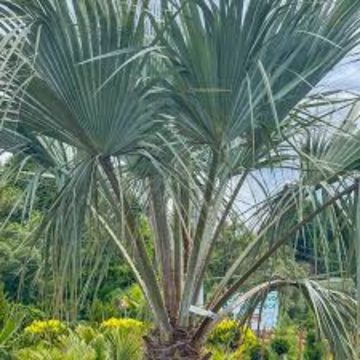 Brahea Armata Blue Hesper Palm Seedling – 10-12 Inches Tall – Unique Blue Leaves – Hardy Palm Variety (Brahea armata)