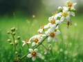 5 Seeds Boswellia serrata Frankincense Tree Resin Producing
