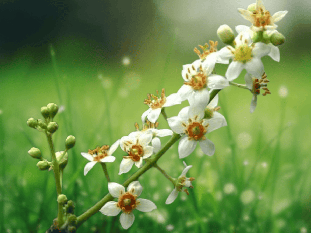 5 Seeds Boswellia serrata Frankincense Tree Resin Producing