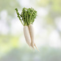 Japanese Daikon Radish Seeds – 100 Heirloom Non-GMO Seeds for Planting – Raphanus sativus