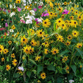 Antique Mix Rudbeckia Seeds 125+ Black-Eyed Susan Annual Flower Garden Seeds Rudbeckia hirta