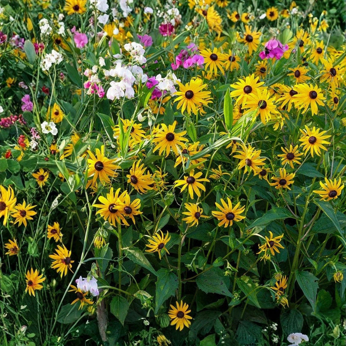 Antique Mix Rudbeckia Seeds 125+ Black-Eyed Susan Annual Flower Garden Seeds Rudbeckia hirta