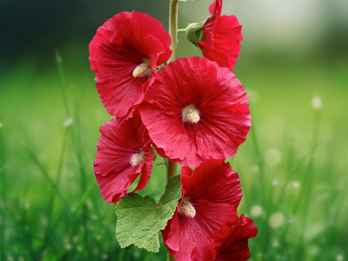 25 Seeds Bright Red Hollyhock Perennial Flower Seeds Vibrant Scarlet Blooms Hardy Tall Cottage Garden Border