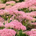 Sedum Autumn Joy Bare Root Plant - Pink Flowers - Attracts Bees - Sedum telephium 'Autumn Joy'