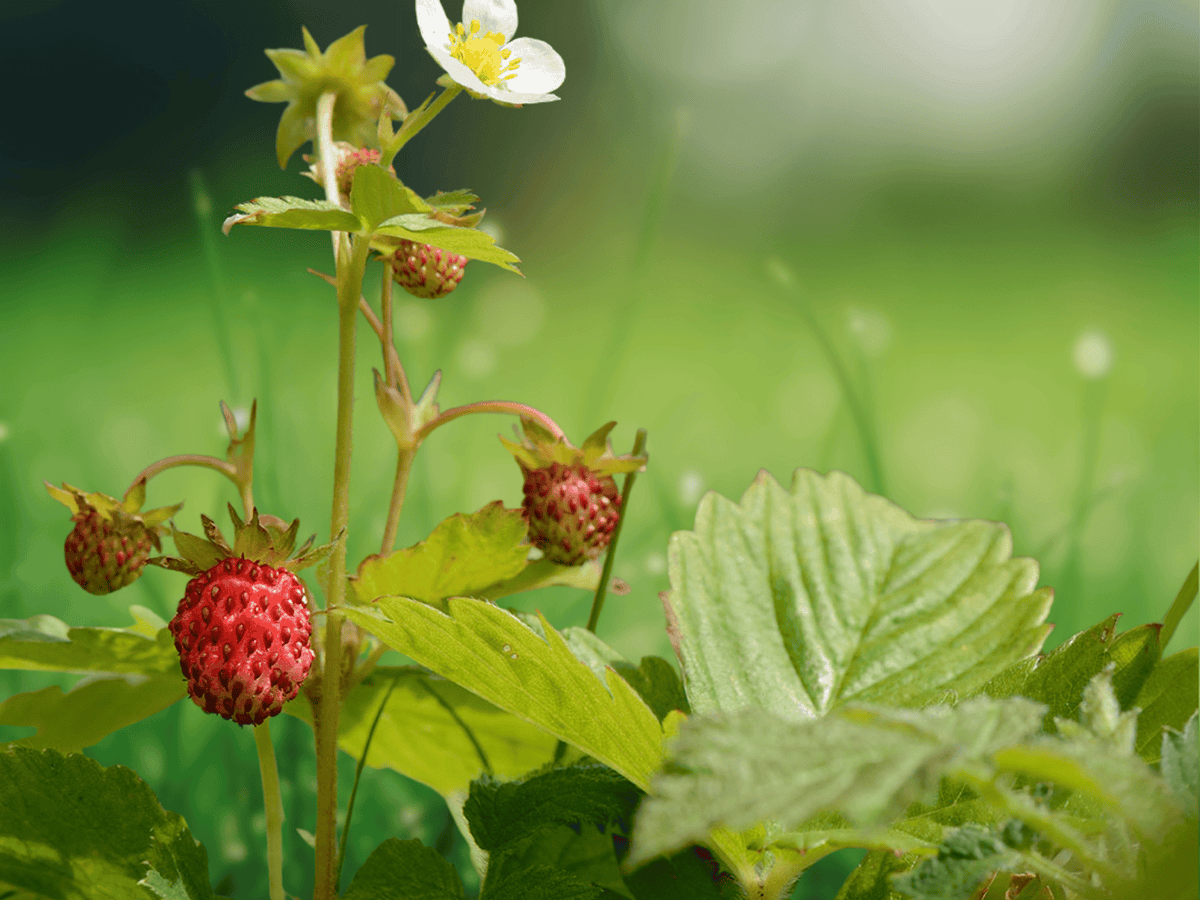 10 Seeds Fragaria vesca Alpine Strawberry Perennial Heirloom Fruit