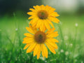 50 Seeds Echinacea 'Summer Solstice' Coneflower Hardy Perennial Golden Blooms Attract Butterflies Easy Grow
