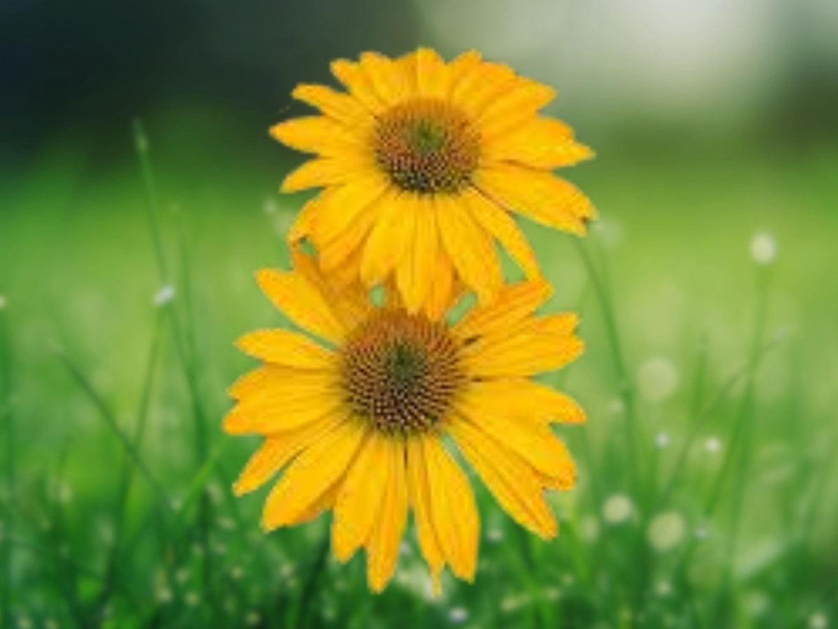 50 Seeds Echinacea 'Summer Solstice' Coneflower Hardy Perennial Golden Blooms Attract Butterflies Easy Grow