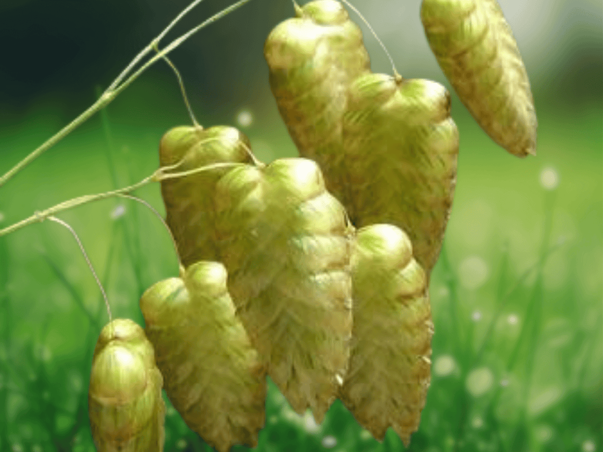 10 Seeds Briza maxima Rattlesnake Grass Ornamental Annual Grass Easy to Grow