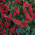 Dwarf Chenille Plant 4” Pot - Acalypha pendula 'Strawberry Firetails' - Easy Care Indoor Houseplant with Trailing Red Blooms