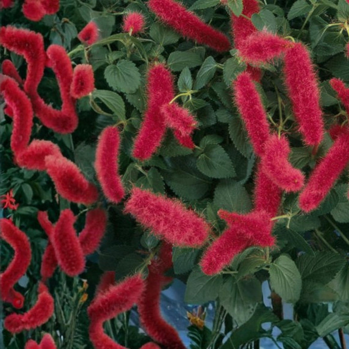 Dwarf Chenille Plant 4” Pot - Acalypha pendula 'Strawberry Firetails' - Easy Care Indoor Houseplant with Trailing Red Blooms