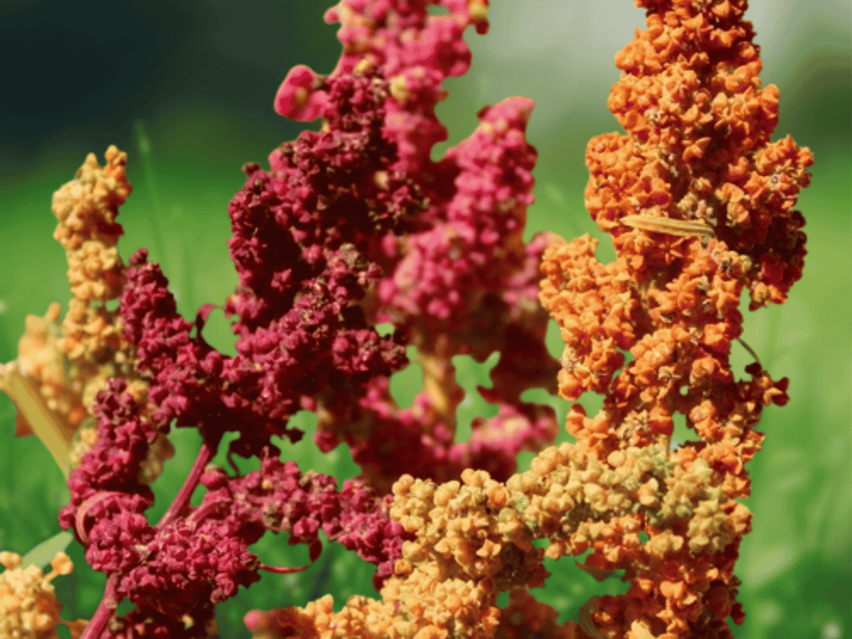 50 Seeds Rainbow Quinoa Chenopodium quinoa Grain Plant Mix