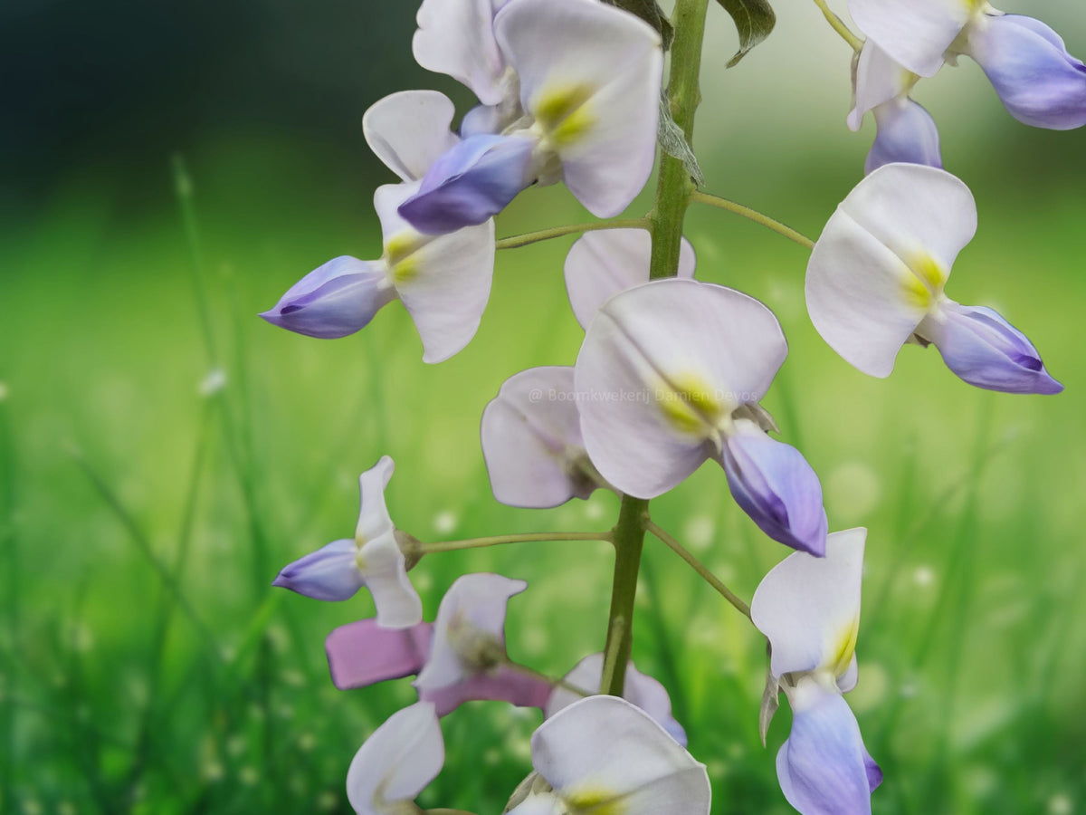 5 Seeds Japanese Wisteria Floribunda Fragrant Climbing Vine Cascading Violet Blooms Hardy Perennial