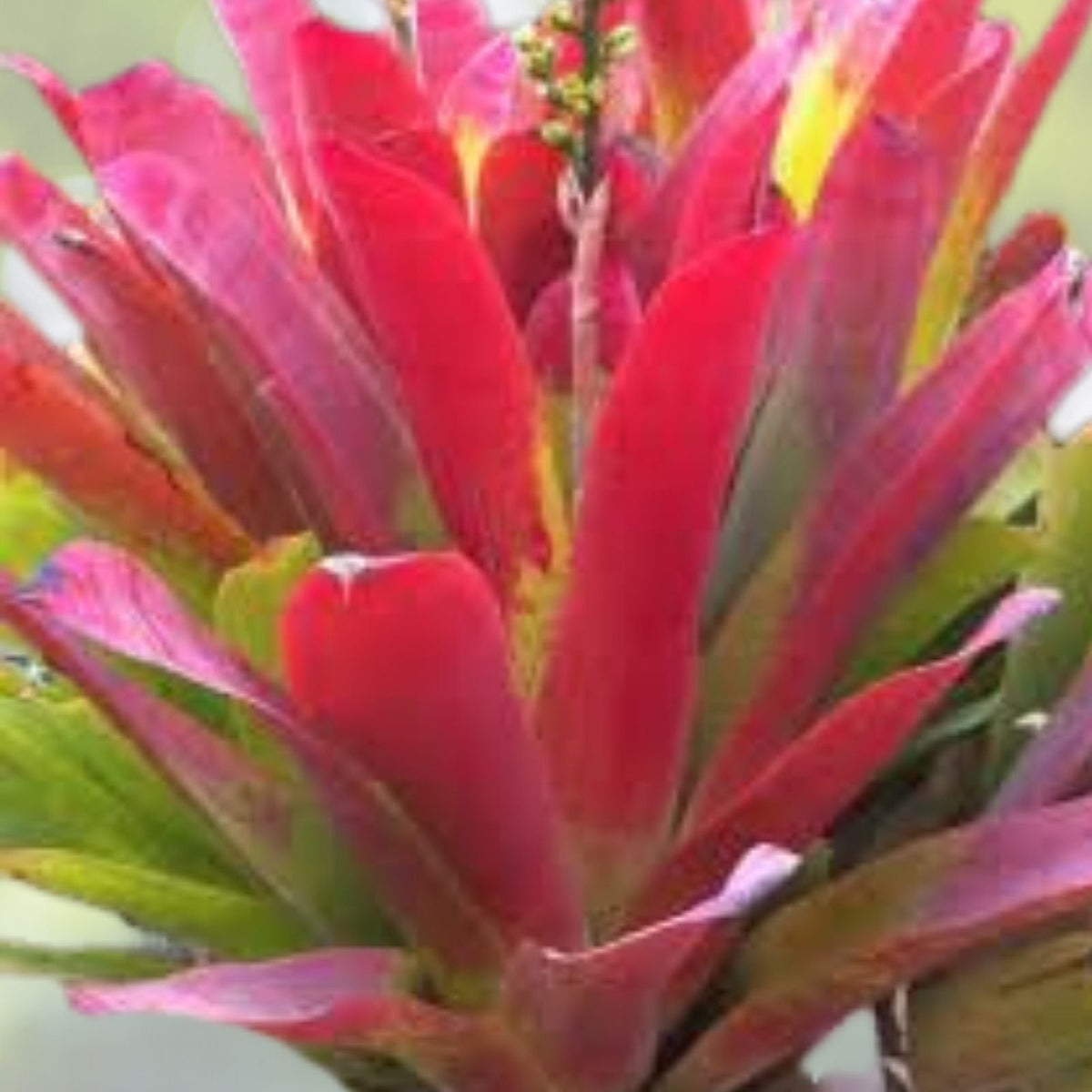 Bromeliad Plant 8" Pot Variegated Hohenbergia Castellanosii Lime Green Foliage Red Tips Unique Landscape Plant