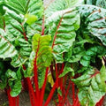 Non-GMO Heirloom Rhubarb Seeds 500 Pack for Organic Gardening Swiss Chard Variety Home Garden Planting