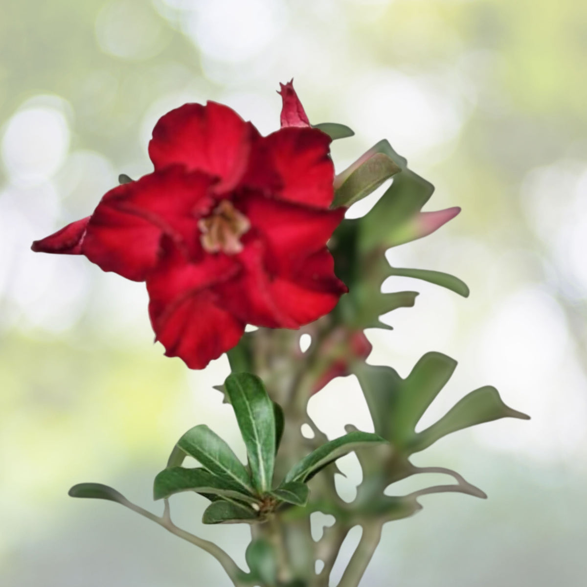 Red Desert Rose Plant - 4" Pot - Vibrant Red Flowers - Adenium Obesum - Caudex Succulent for Indoor/Outdoor Gardening