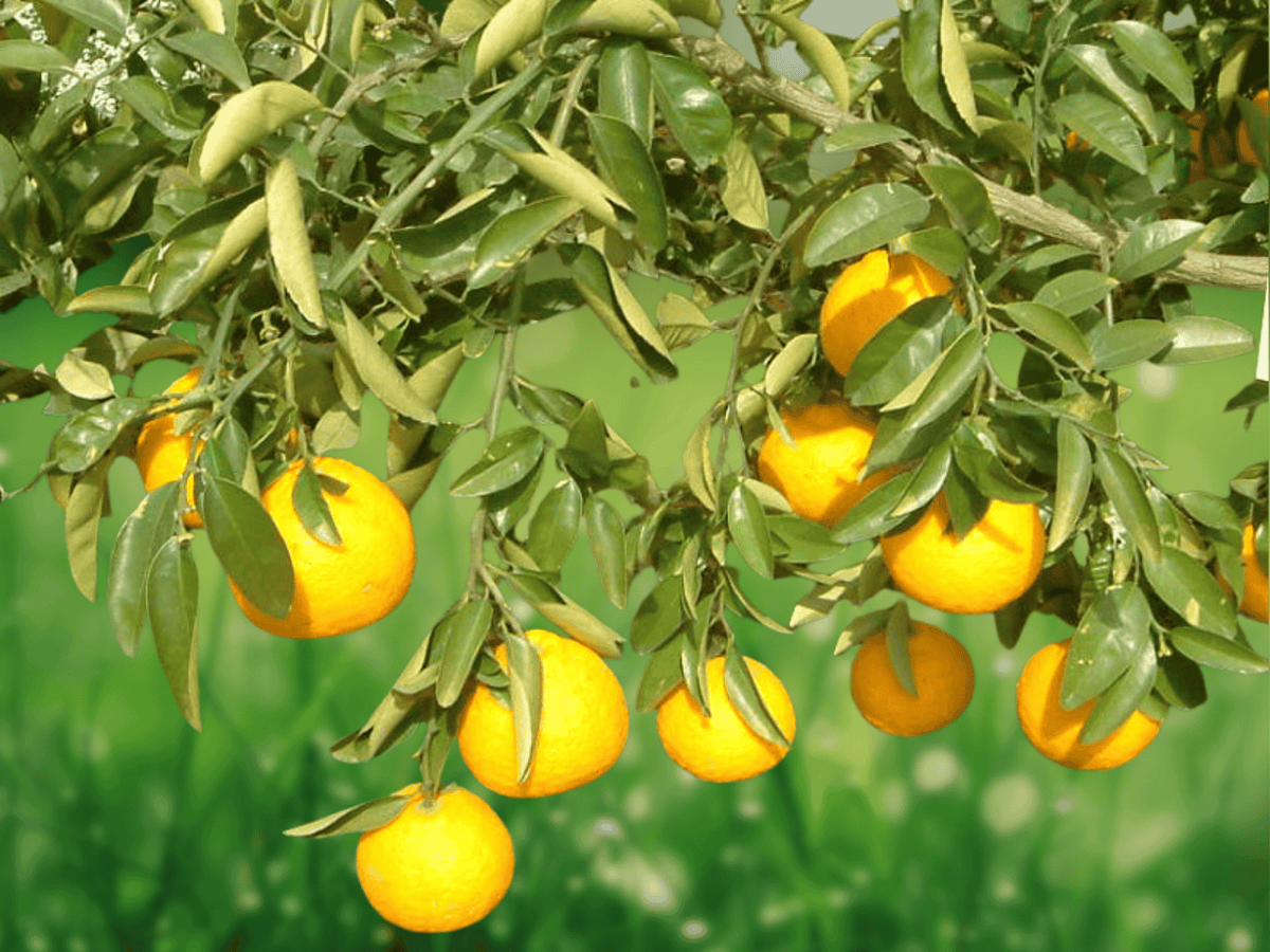 5 Seeds Citrus sulcata Sambokan Lemon Sweet Lemon Tree