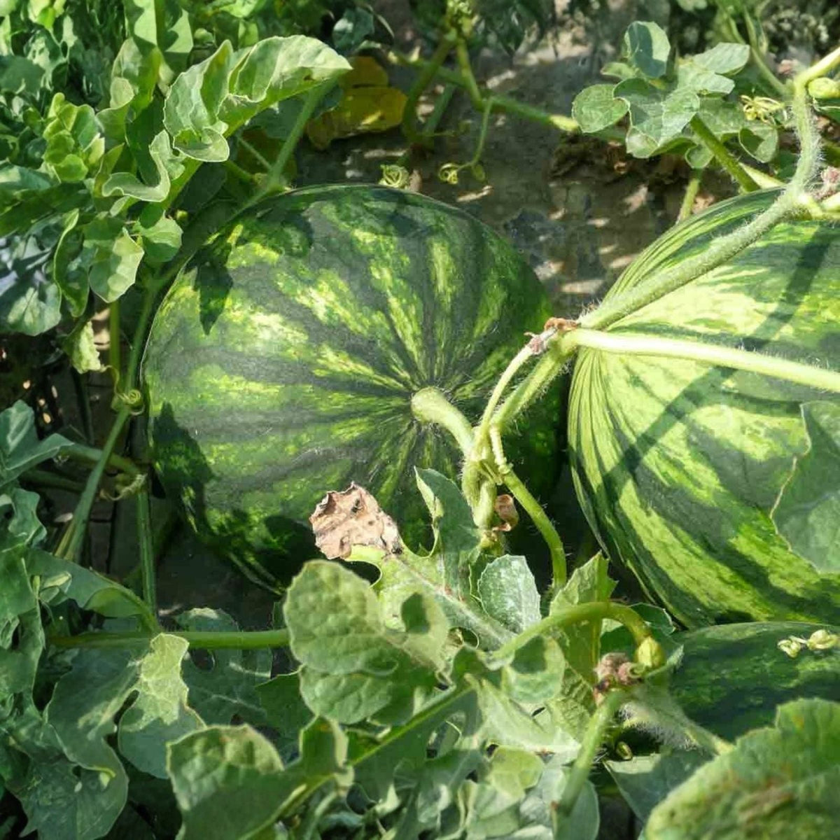 Sugar Baby Watermelon Seeds 500 Count Heirloom Non-GMO Citrullus lanatus Fruit Plant Seeds