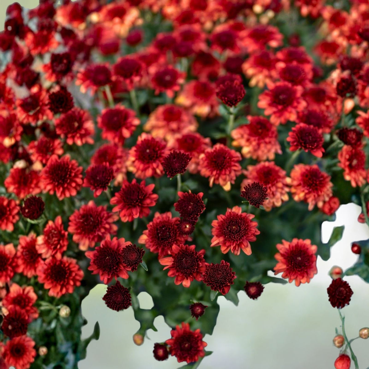 Chrysanthemum Seeds 200+ Strawberry Butter Mum Flower Seeds Garden Plants Chrysanthemum indicum