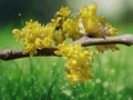 5 Seeds Lindera obtusiloba Spicebush Shrub Ornamental Woodland Plant