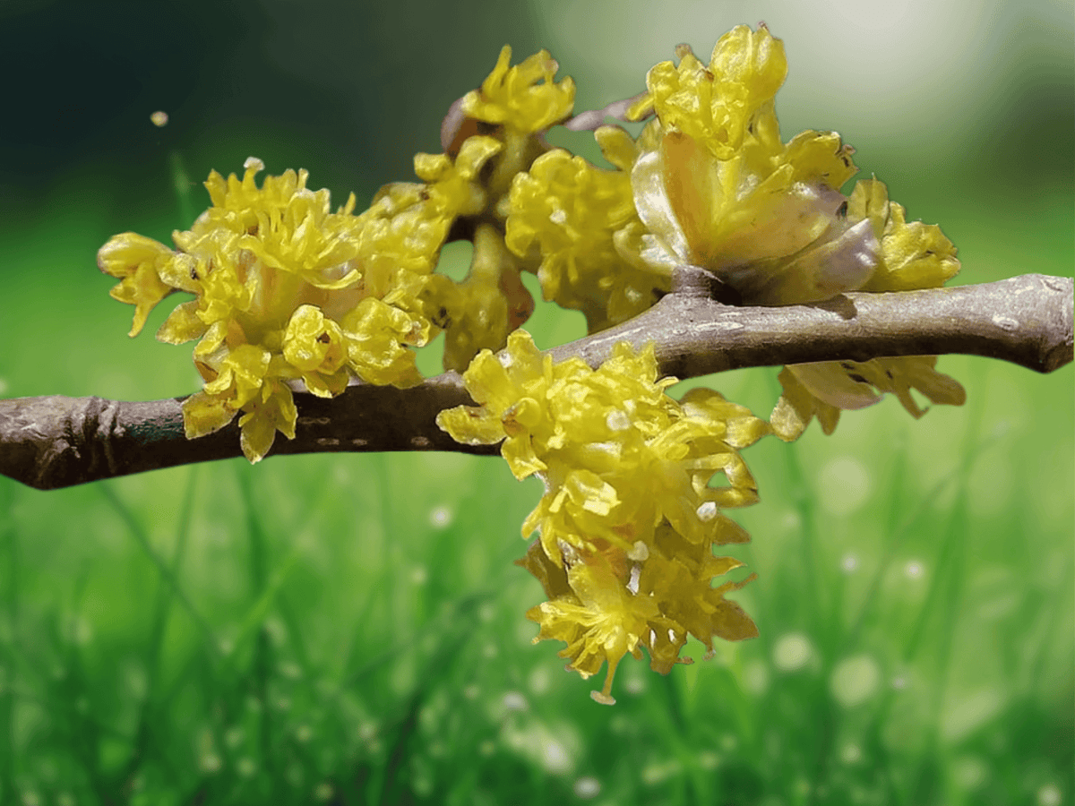 5 Seeds Lindera obtusiloba Spicebush Shrub Ornamental Woodland Plant