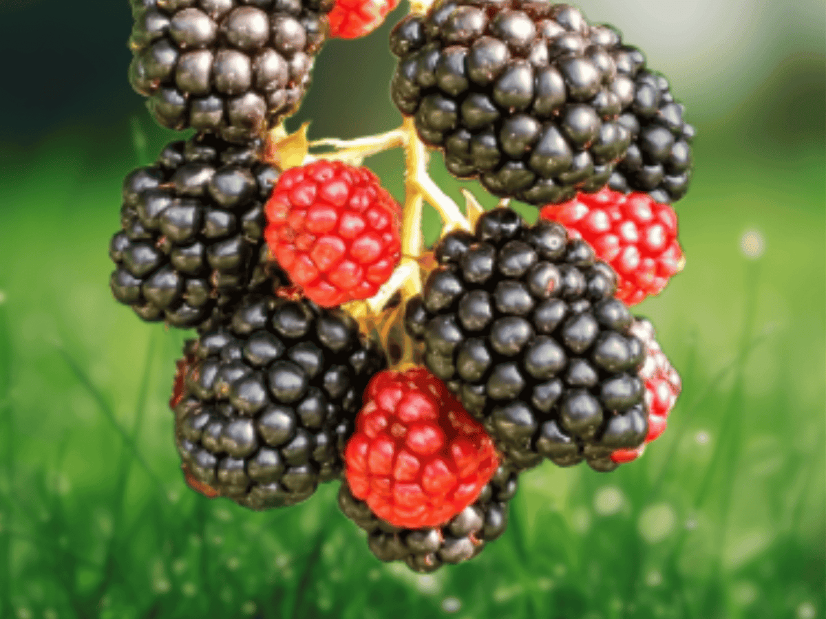 10 Live Plant Chester Blackberry Thornless Rubus fruticosus Starter Plug