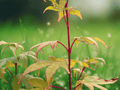 1 Live Plant Winter Red Coral Bark Japanese Maple 6 Inch Tall 1 Year Old Acer palmatum