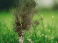 10 Seeds Saxaul Haloxylon ammodendron Hardy Desert Shrub Drought Tolerant Ornamental Xeriscape