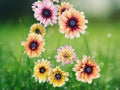 1 Live Plant Rudbeckia Hirta Sahara Gloriosa Daisy Starter Warm Sunset Colors Perennial Look Garden Border Flower