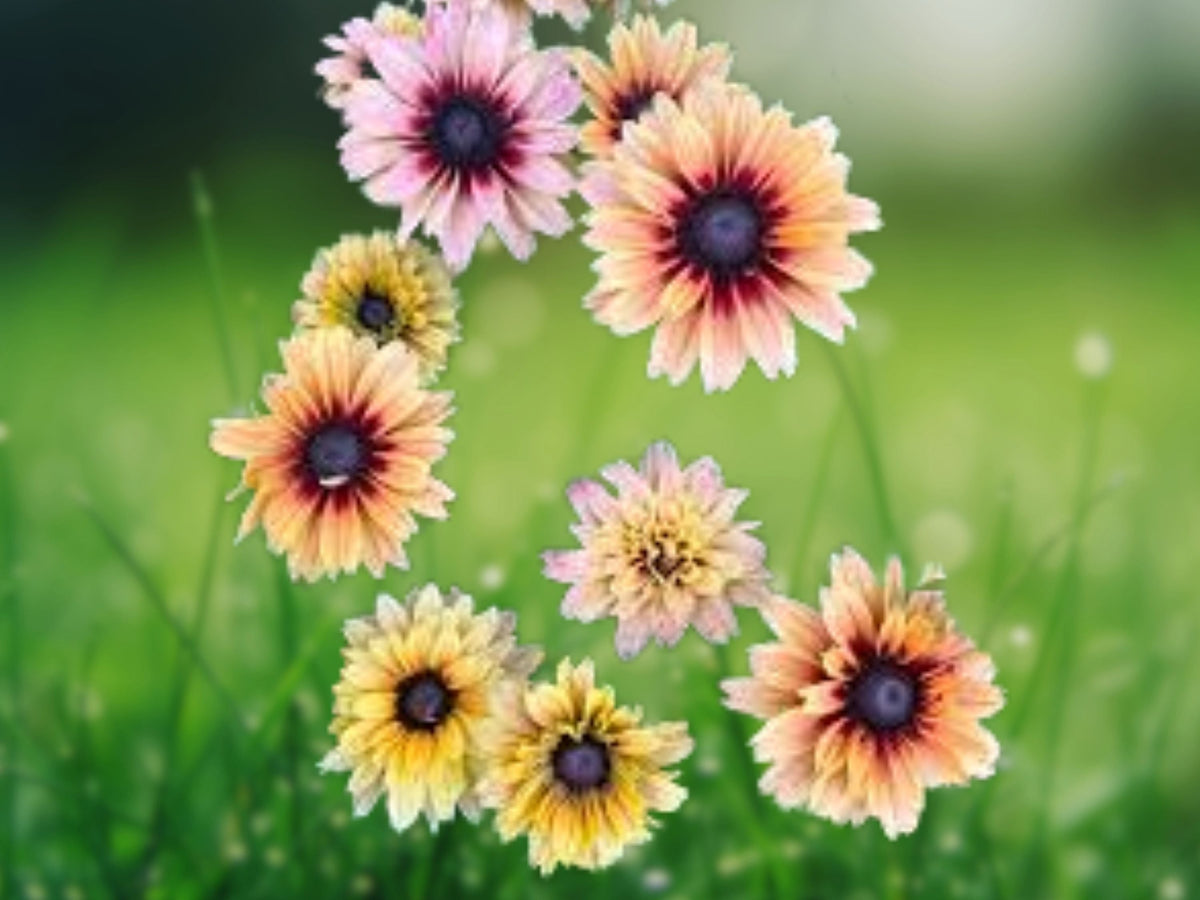 1 Live Plant Rudbeckia Hirta Sahara Gloriosa Daisy Starter Warm Sunset Colors Perennial Look Garden Border Flower