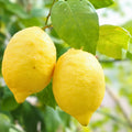 Grafted Lisbon Lemon Tree - 3 Feet - Citrus limon - Potted with Soil - No Shipping to California