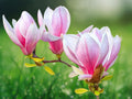 5 Seeds Flowering Chinese Magnolia Ornamental Tree Fragrant Pink White Blooms Hardy Deciduous Garden Patio Landscape