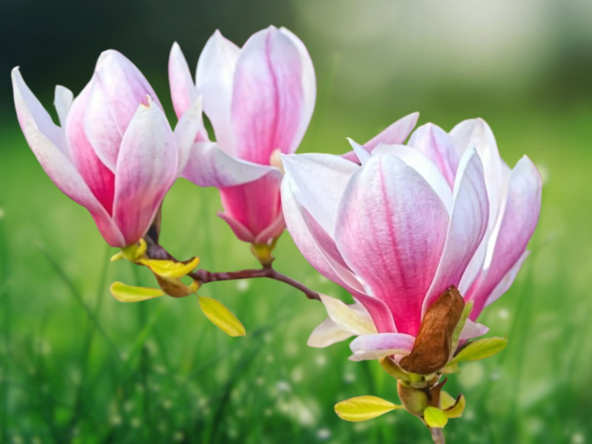 5 Seeds Flowering Chinese Magnolia Ornamental Tree Fragrant Pink White Blooms Hardy Deciduous Garden Patio Landscape