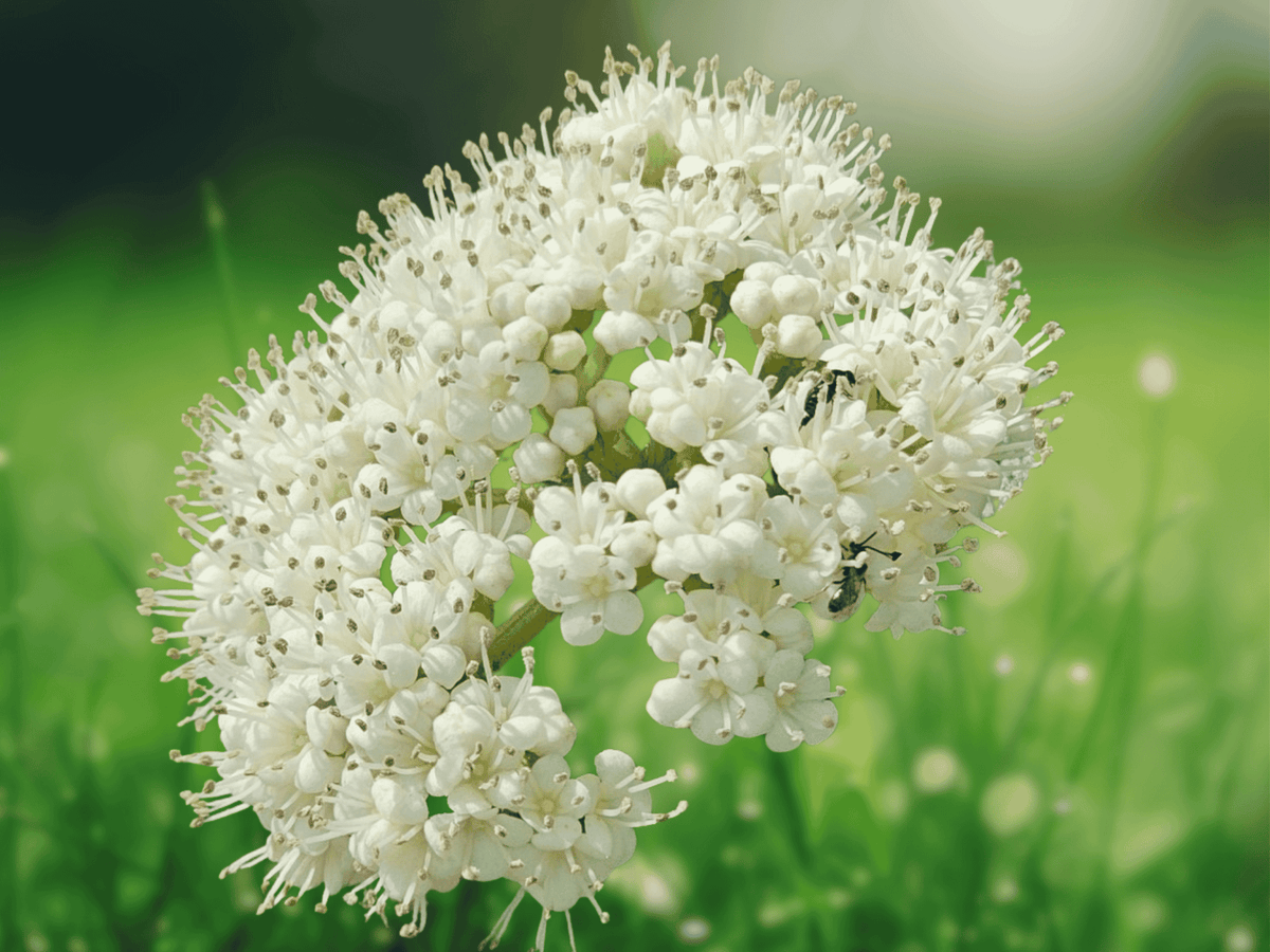 1 Bare Root Plant Arrowwood Viburnum dentatum 12" Shrub Starter